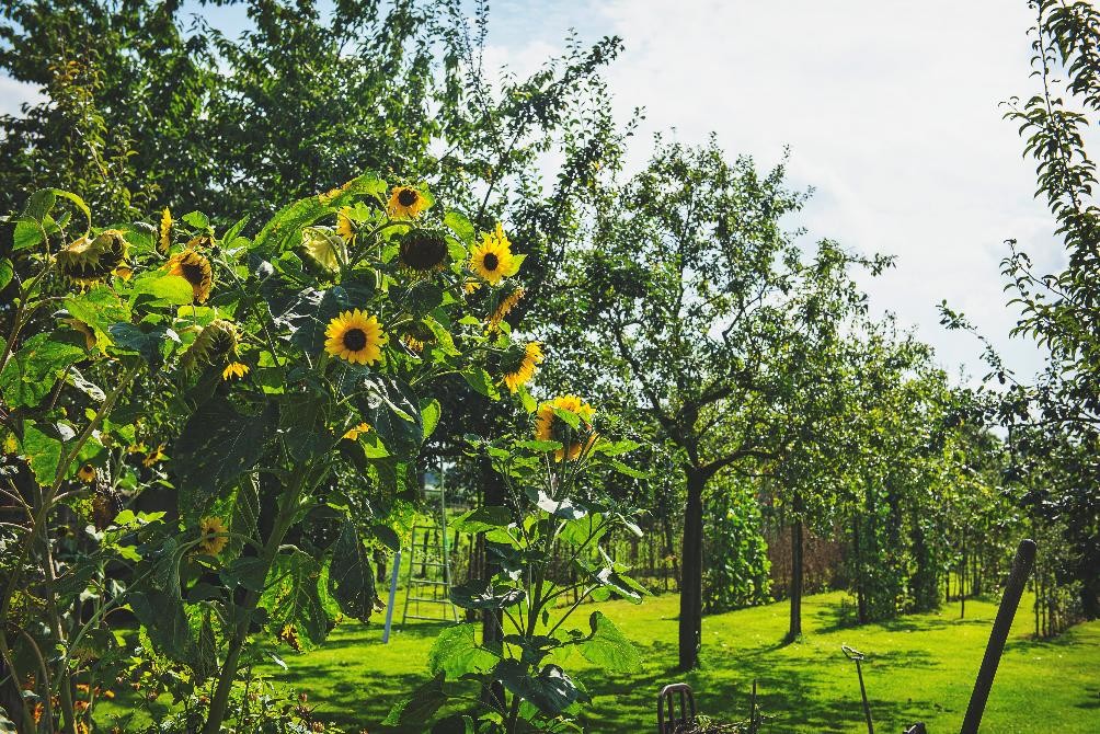 Wei met fruitbomen en zonnebloemen