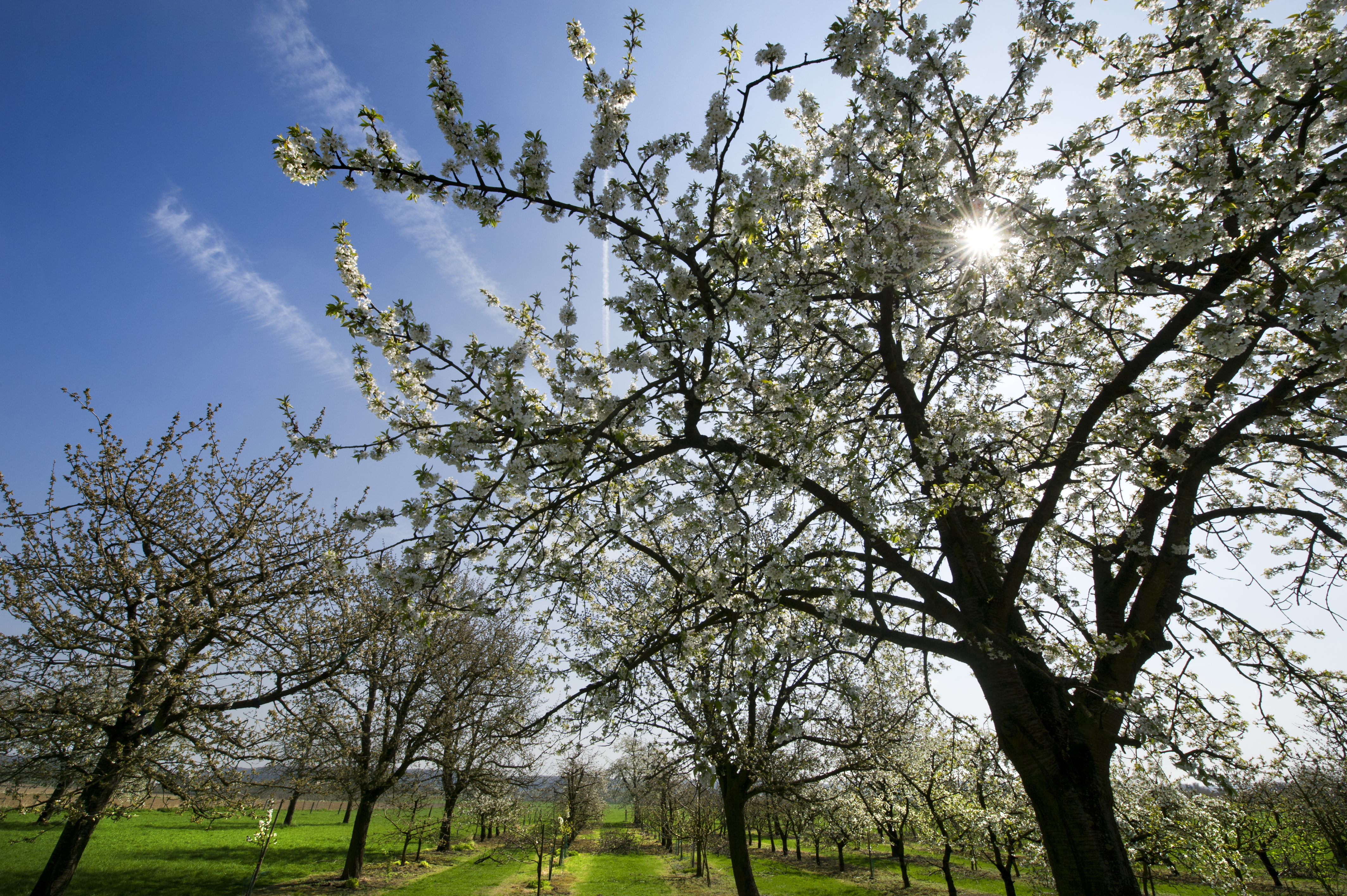 bomen met bloesem